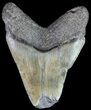 Megalodon Tooth - Feeding Damaged Tip #63977-2